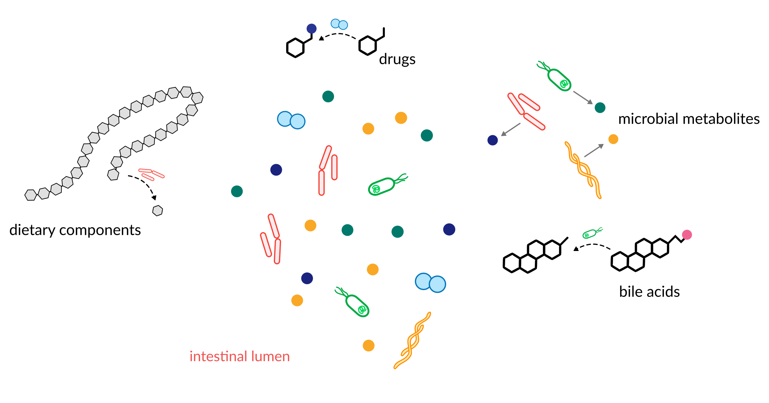 Examples how microbes shape the gut environment.